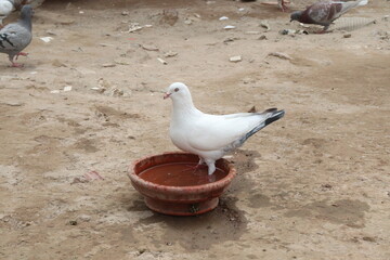 King pigeon on farm for harvest