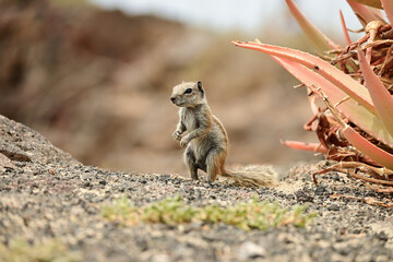 Barbary ground squirrel. Chipmunk in Fuerteventura, Canary Islands, Spain. Friendly and cute rodent in the wild next to aloe vera plant.