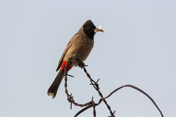 Red-vented Bulbul (Pycnonotus goiavier) eating insect while sitting