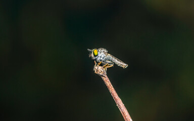 Close up a robber fly on branch and dark background, Nature background, Big eye insect, Thailand.
