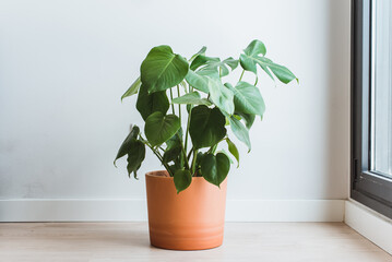 Planta grande de Monstera Deliciosa o Costilla de Adán en una maceta de arcilla colocada en el...