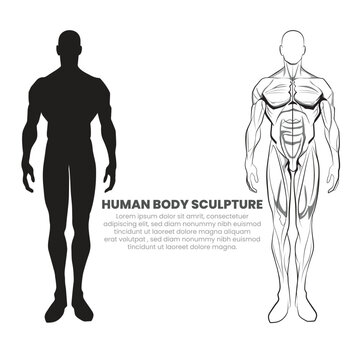 male body anatomy