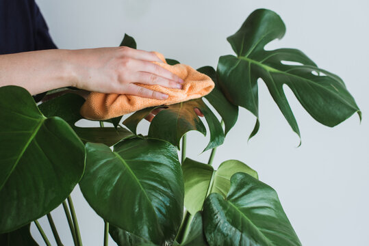 Detalle De Una Mujer Limpiando Con Un Paño Las Hojas Verdes De Una Monstera Deliciosa O Costilla De Adán. Concepto De Cuidado En Plantas De Interior. 