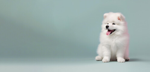 Cute happy boy samoyed puppy banner. samoyed sitting in the studio blue background. Empty copy space on the side. Created with generative AI technology.
