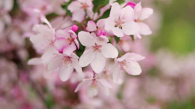 Slow motion, smooth camera movement, close-up of pink apple flowers against bokeh background. Vertical video for smartphones and social networks.