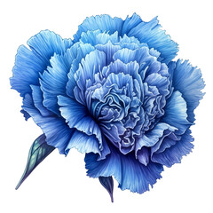 Colorful Carnation botanical illustration clip arts | AI generate | no background png