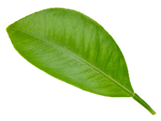 Obraz premium Citrus leaves isolated