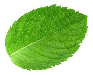 Obraz premium Mint leaves isolated