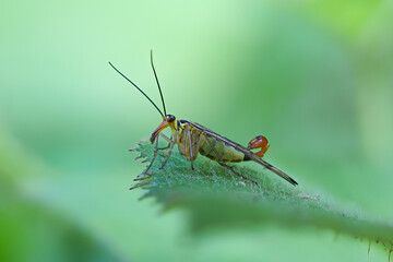 Skorpionsfliege