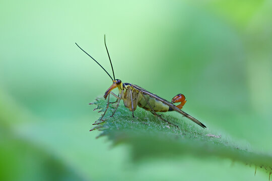 Skorpionsfliege