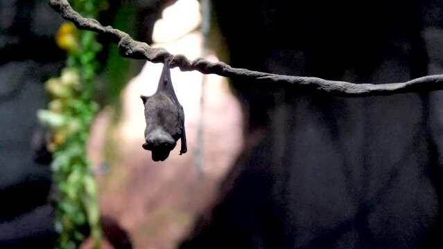 bats eat fruits hanging upside down one big bat flies up can't find place to cling to and flies away halloween fear background animal fun wild world life Vancouver Aquarium, BC, Canada