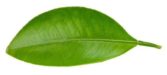 Fototapeta na wymiar Citrus leaves isolated