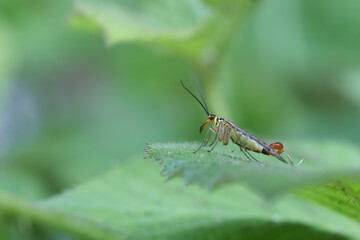 Skorpionsfliege