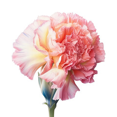 Colorful Carnation botanical illustration clip arts | AI generate | no background png