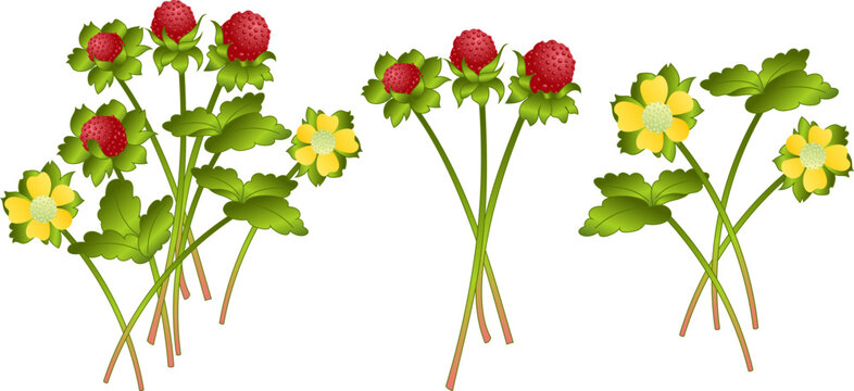 Bright red ripe fruit of mock strawberry, false or Indian strawberry with small seeds on board of fruit in background of green leaves. Colorful summer background.