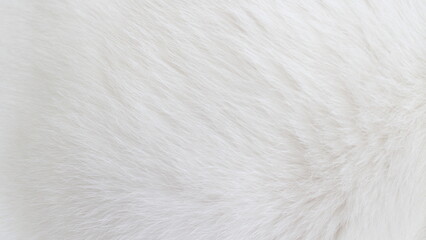 Photo texture of white fur animals