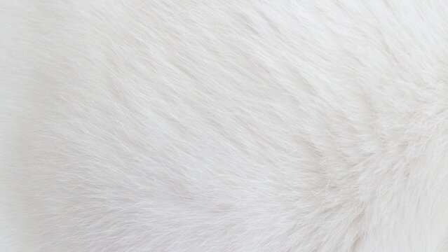 White fur texture background Stock Photo by ©nikkytok 10234537