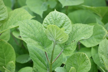 green summer  leaves in the backgrounds leaves 