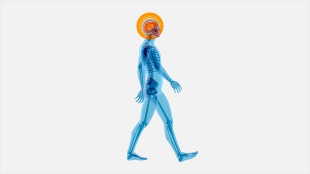 4K Anatomy concept of a Xray man walking