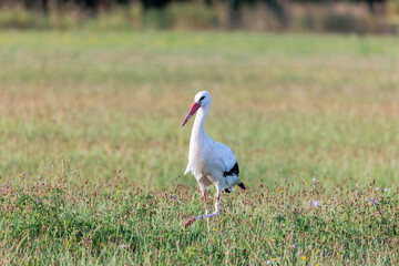 Two white storks forage in a flowering meadow at the edge of the forest