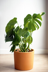 Planta grande de Monstera Deliciosa en una maceta de arcilla. Planta Costilla de Adán con hojas fenestradas.