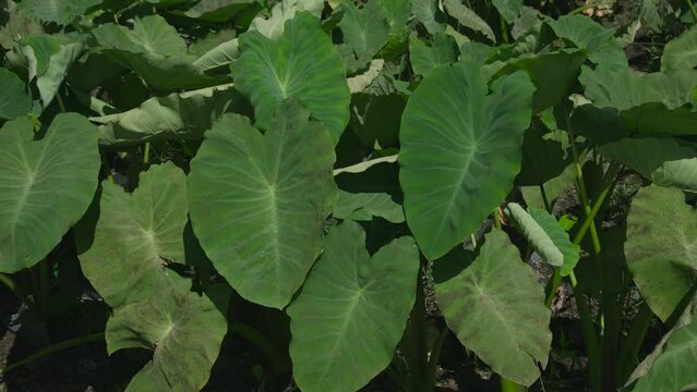 大野市の名産 上庄のさといも 里芋 サトイモ 夏 収穫前