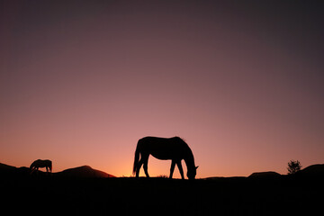 Naklejka na ściany i meble horse silhouette in the countryside and beautiful sunset background