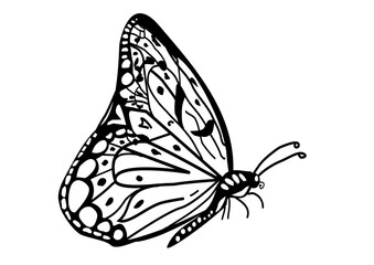 Fototapeta na wymiar butterfly vector illustration, butterfly, lineart, details