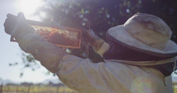 Bee frame, farming and beekeeper with hive for honey for propolis, honeycomb and pollen production. Beekeeping, agriculture and farmer on sustainable farm for sweet, organic or natural food in nature