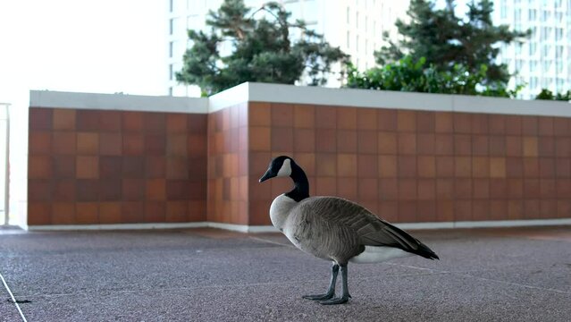 Canadian goose on the balcony on terrace cleans its feathers bird calm beautiful young