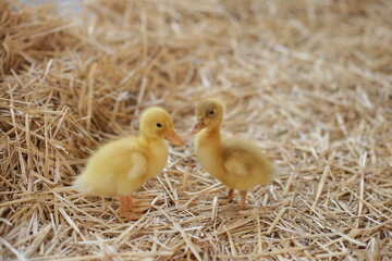 Two ducklings on hay