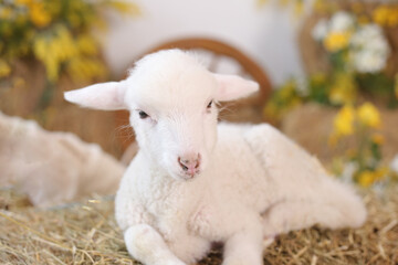 Fototapeta premium little sheep in the hay