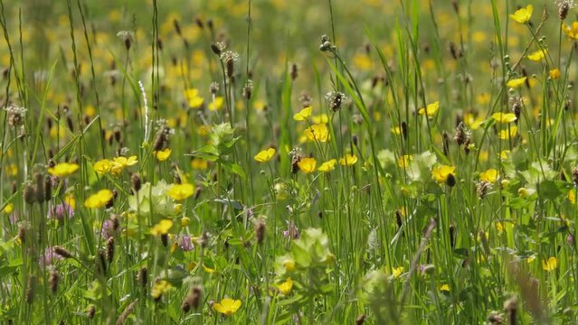 Field of Rhinanthus angustifolius, narrow-leaved rattle or greater yellow-rattle, annual wildflower in South Limburg, the Netherlans