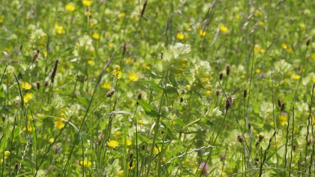 Field of Rhinanthus angustifolius, narrow-leaved rattle or greater yellow-rattle, annual wildflower in South Limburg, the Netherlans