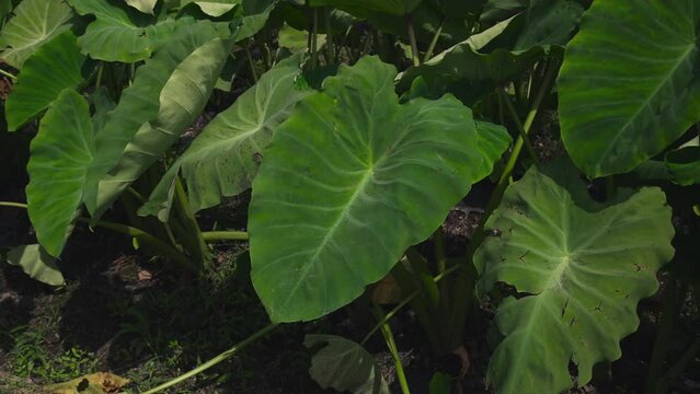 大野市の名産 上庄のさといも 里芋 サトイモ 夏 収穫前