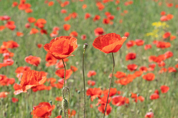 A photo of a poppy flowers field on a sunny summer day