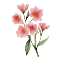 Obraz premium watercolor botanical elements, flowers, leaves (transparent, isolated with no background)