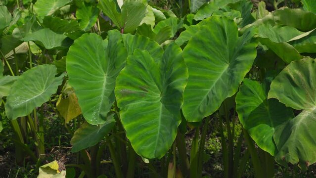 大野市の名産 上庄のさといも 里芋 サトイモ 夏 収穫前