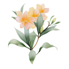 Fototapeta premium watercolor botanical elements, flowers, leaves (transparent, isolated with no background)