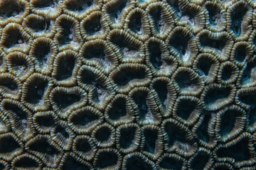 coral texture underwater background reef abstract sea