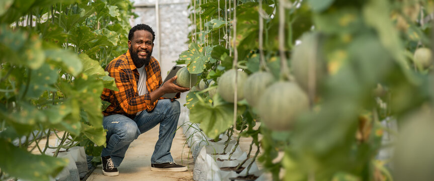 Portrait of of owner african american man business farmer check quality product,agriculture,healthy,fruit,watermelon in greenhouse melon organic farm.Business agriculture technology concept. - Powered by Adobe