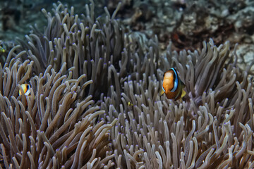 Plakat anemone actinia texture underwater reef sea coral