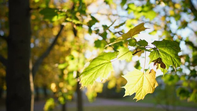 Close up view of tree branches with yellow and green maple leaves. Park with trees at background blue sky. Autumn leaves sway in wind and fall to ground. Beauty outdoors nature landscape in sun rays.