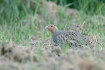 A partridge bird on a field