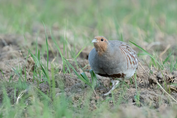 A partridge bird on a field
