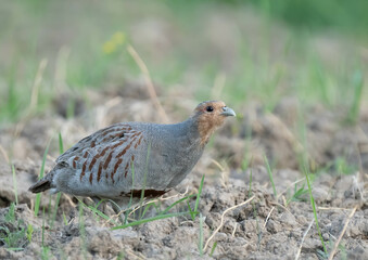 A partridge bird on a field