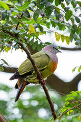Pink necked green pigeon bird