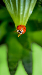 Ladybug close-up on a green blurred background.