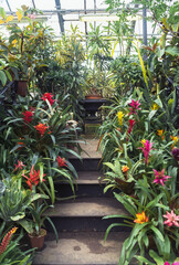 guzmania lingulata blooming over the staircase