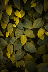 green and yellow  japanese knotweed plant leaves in autumn season, brown background